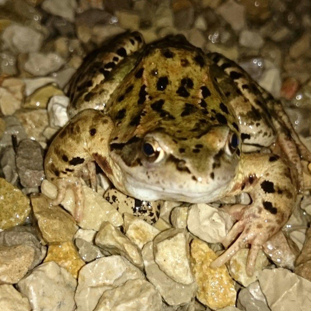 Maison d'hôtes A La Grenouille Du Jura Bellignat